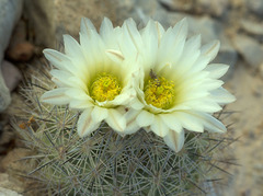 Echinomastus warnockii