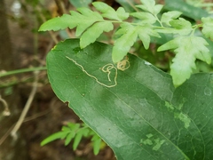 Marmara smilacisella