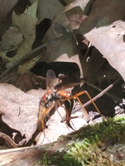 Tanyptera dorsalis