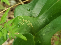 Marmara smilacisella