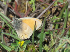 Coenonympha pamphilus