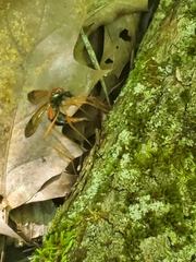 Tanyptera dorsalis
