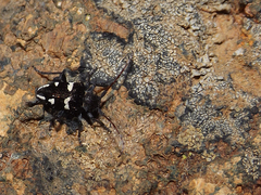 Brachychilus lituratus