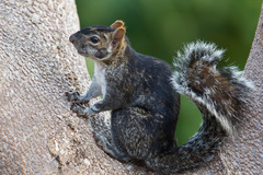 Sciurus colliaei