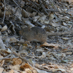 Sigmodon ochrognathus