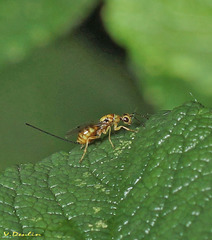Megastigmus aculeatus