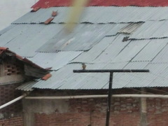 Tyrannus melancholicus