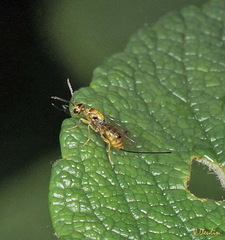 Megastigmus aculeatus