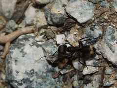 Camponotus
