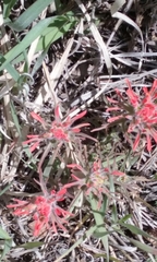 Castilleja scabrida scabrida