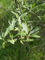 Shepherdia argentea