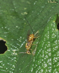Megastigmus aculeatus