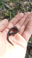 Plethodon hoffmani