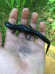 Plethodon chlorobryonis