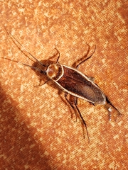Pseudomops