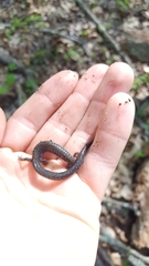 Plethodon hoffmani