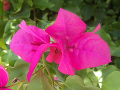 Bougainvillea