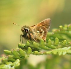 Polites sonora siris