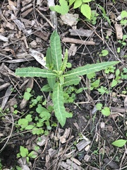 Asclepias viridiflora