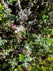 Epilobium ciliatum watsonii