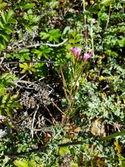 Epilobium ciliatum watsonii