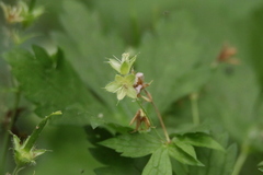 Geranium sibiricum