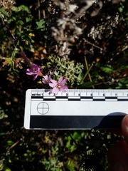 Epilobium ciliatum watsonii