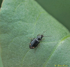 Bembidion biguttatum