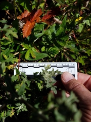 Epilobium ciliatum watsonii