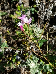 Epilobium ciliatum watsonii