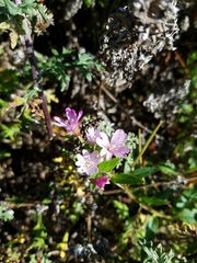 Epilobium ciliatum watsonii