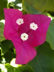 Bougainvillea