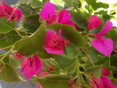 Bougainvillea
