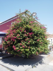 Bougainvillea
