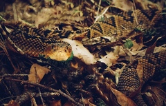 Crotalus totonacus