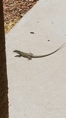 Aspidoscelis neomexicanus