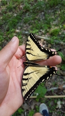 Papilio appalachiensis
