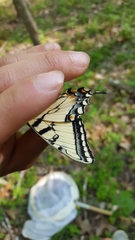Papilio appalachiensis