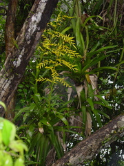 Vriesea