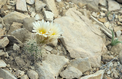 Echinomastus warnockii