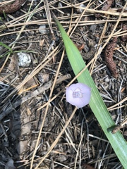 Calochortus nudus