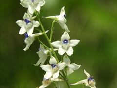 Delphinium leucophaeum