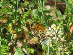 Melitaea cinxia