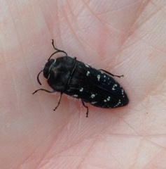 Acmaeodera ornatoides
