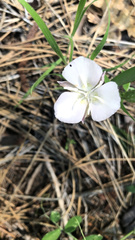 Calochortus nudus