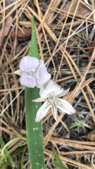Calochortus nudus