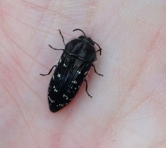 Acmaeodera ornatoides