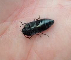 Acmaeodera ornatoides