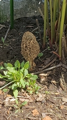 Morchella americana