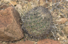 Echinomastus warnockii